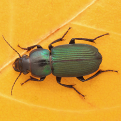 FotD
